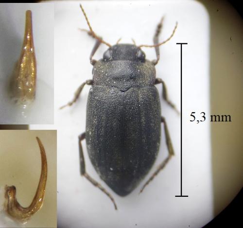 Réf. 315 458 : Deronectes hispanicus